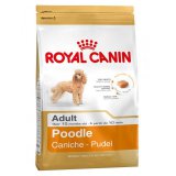Poodle (Пудель)