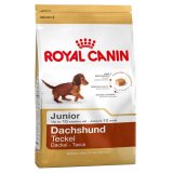 Dachshund (Такса) Junior