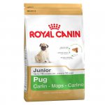 Pug (Мопс) Junior